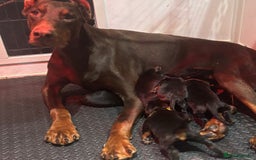 Dobermann dogs for sale: Top Quality Dobermann Puppies - Image 4
