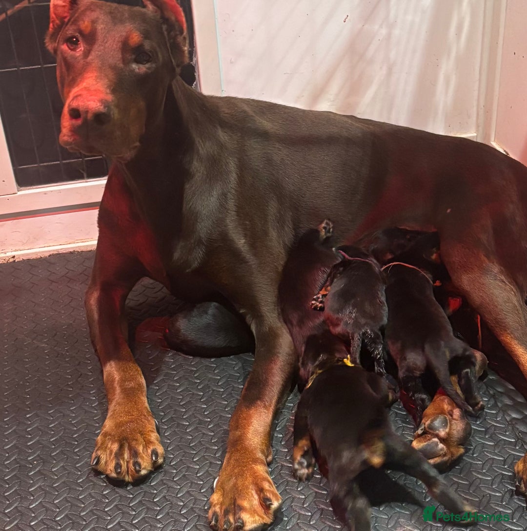 Dobermann dogs for sale: Top Quality Dobermann Puppies - Image 4