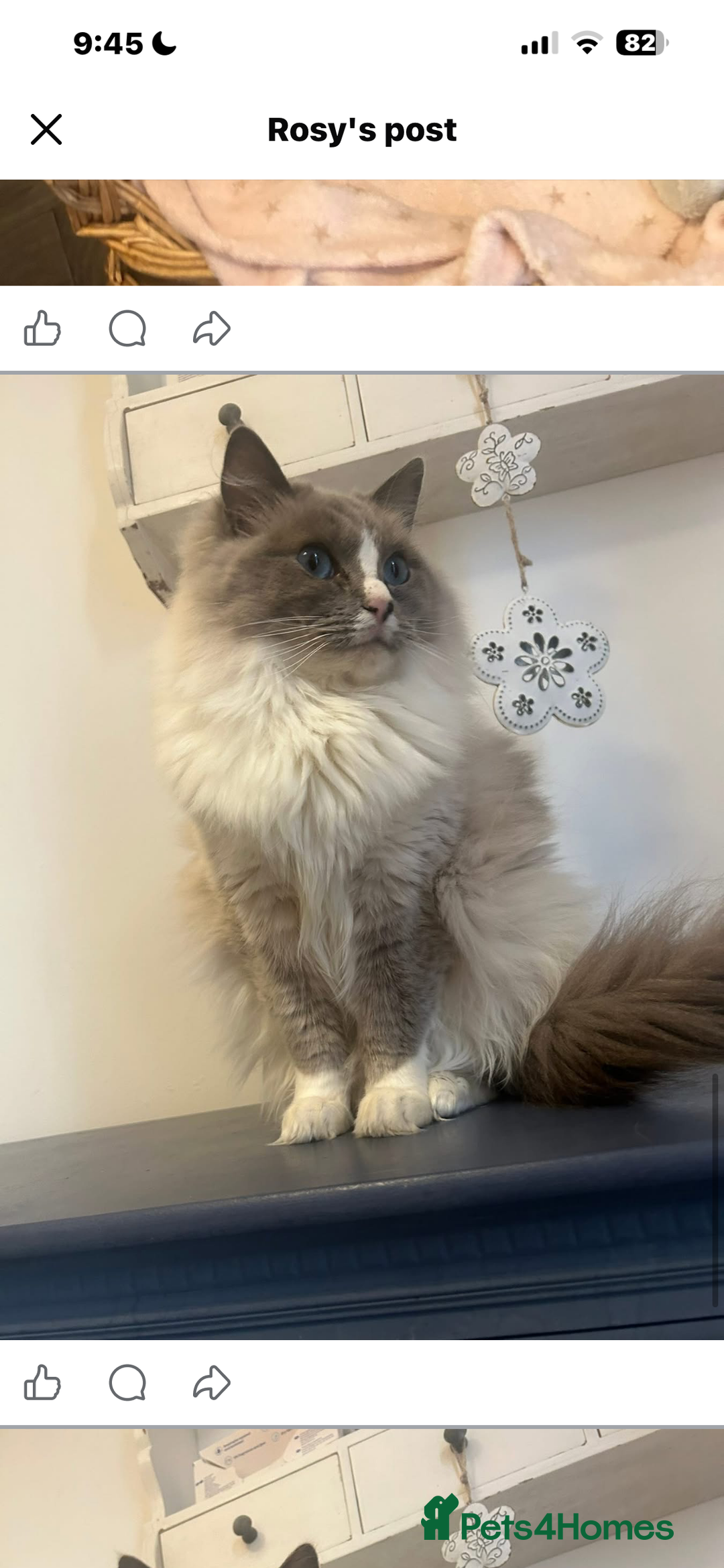 Ragdoll cats for sale: Two lovely ragdoll cats  - Advert 4