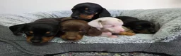 Dachshund dogs for sale: Beautiful Standard Dachshund Puppies  - Advert 4