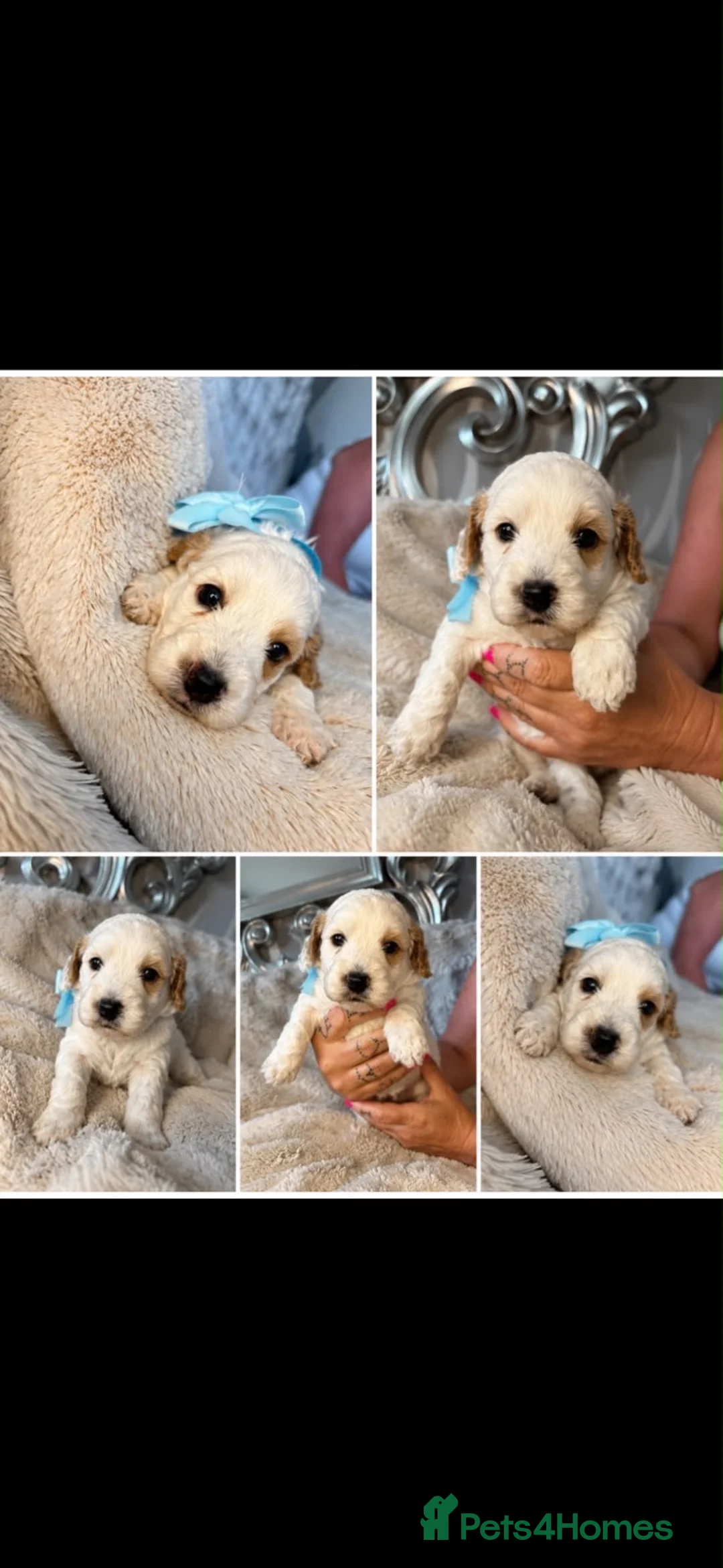 Cockapoo dogs for sale: F1 cocker poo’s  - Advert 2