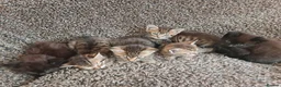 Mixed Breed cats for sale: Kittens for sale  - Advert 30