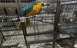 Macaws birds for sale: Beautiful macaw  - Image 3