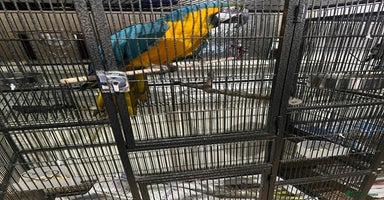 Macaws birds - Advert 6