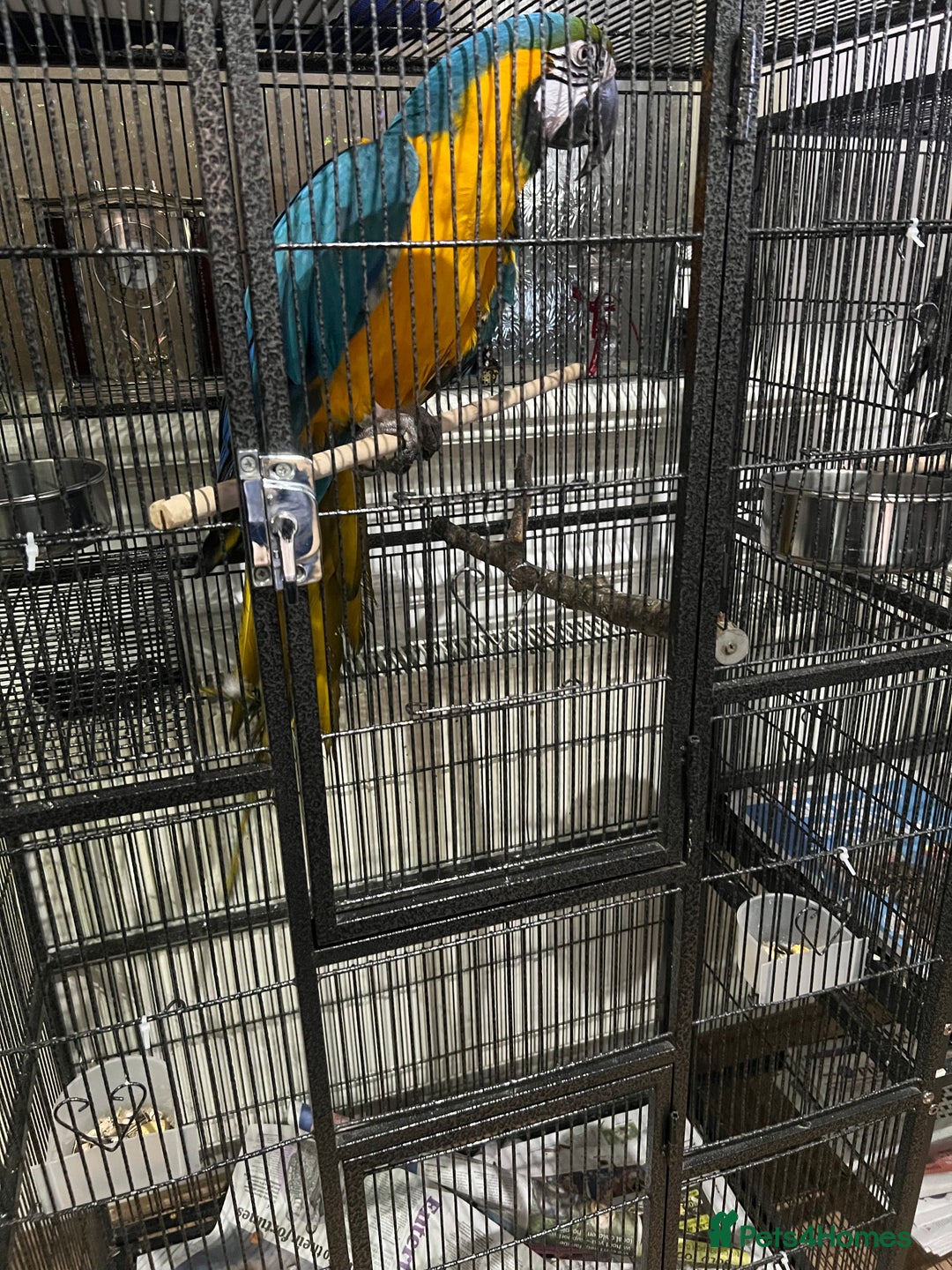 Macaws birds for sale: Beautiful macaw  - Image 3