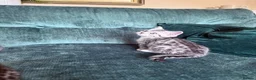 British Shorthair cats for sale: Silver Spotted British Shorthair Kittens - Advert 11