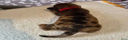 Miniature Dachshund dogs for sale: Miniature Dachshunds (short-haired) - Advert 32