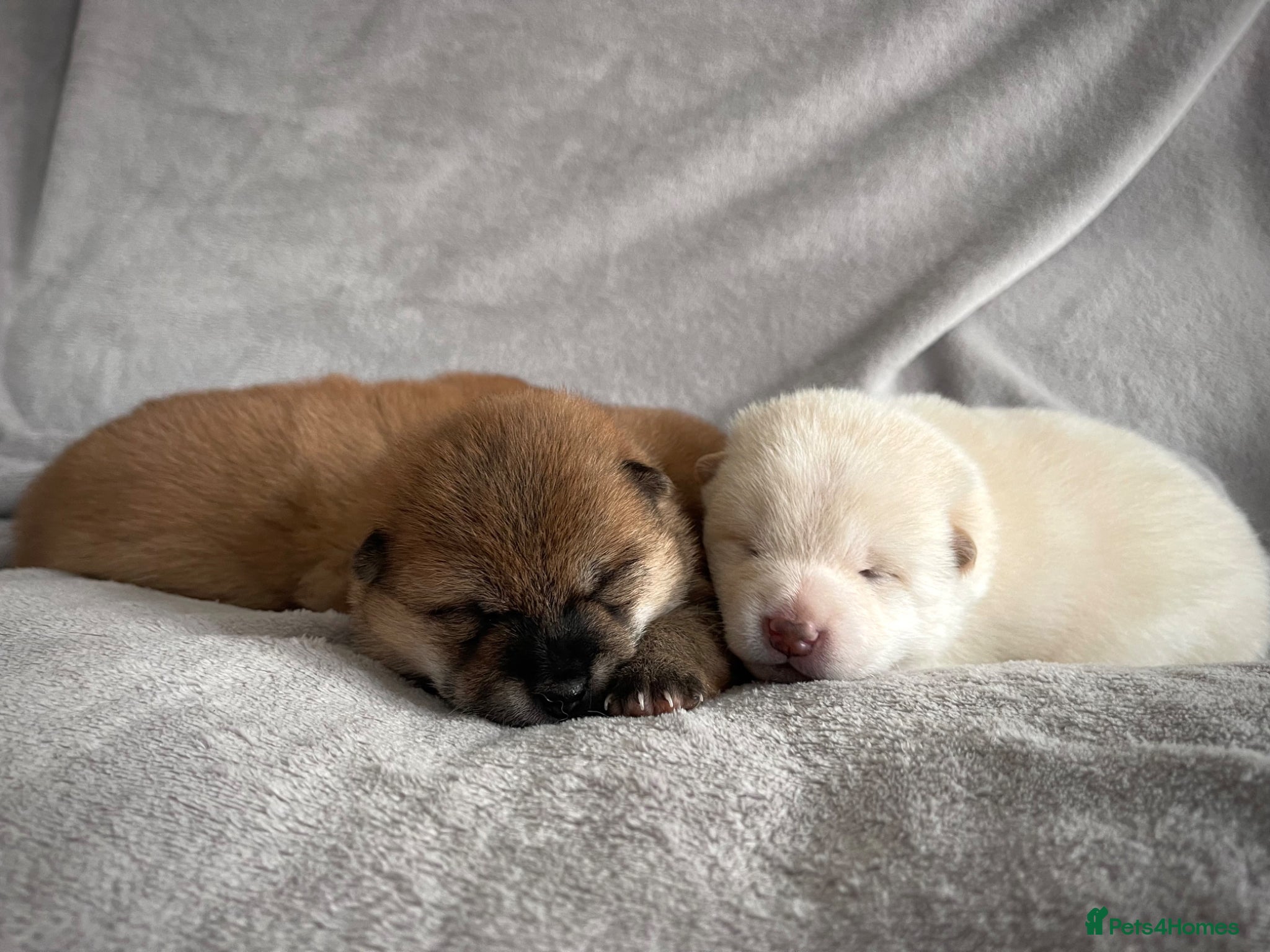 Japanese Shiba Inu dogs KC registered Japanese Shiba Inu puppies - Advert 6