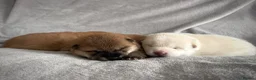 Japanese Shiba Inu dogs for sale: KC registered Japanese Shiba Inu puppies - Advert 25