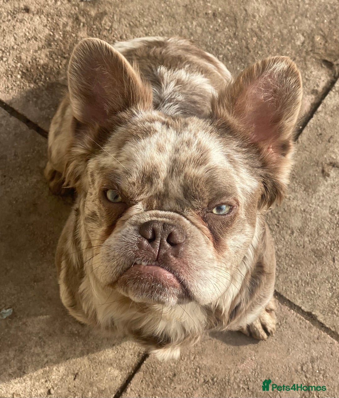 French Bulldog dogs for sale: Stunning fluffy Frenchie boys - Image 9