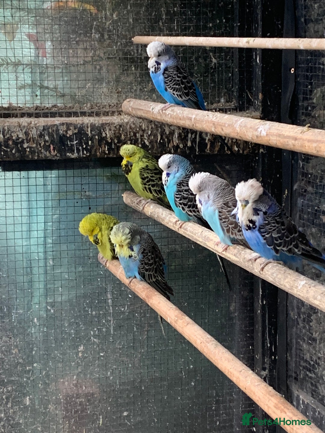 Budgerigars birds for sale: Exhibition style Budgies for sale - Image 3