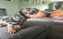 Miniature Dachshund dogs for sale: Blue/tan/dapple KC registered miniature dachshunds in Heywood - Image 2