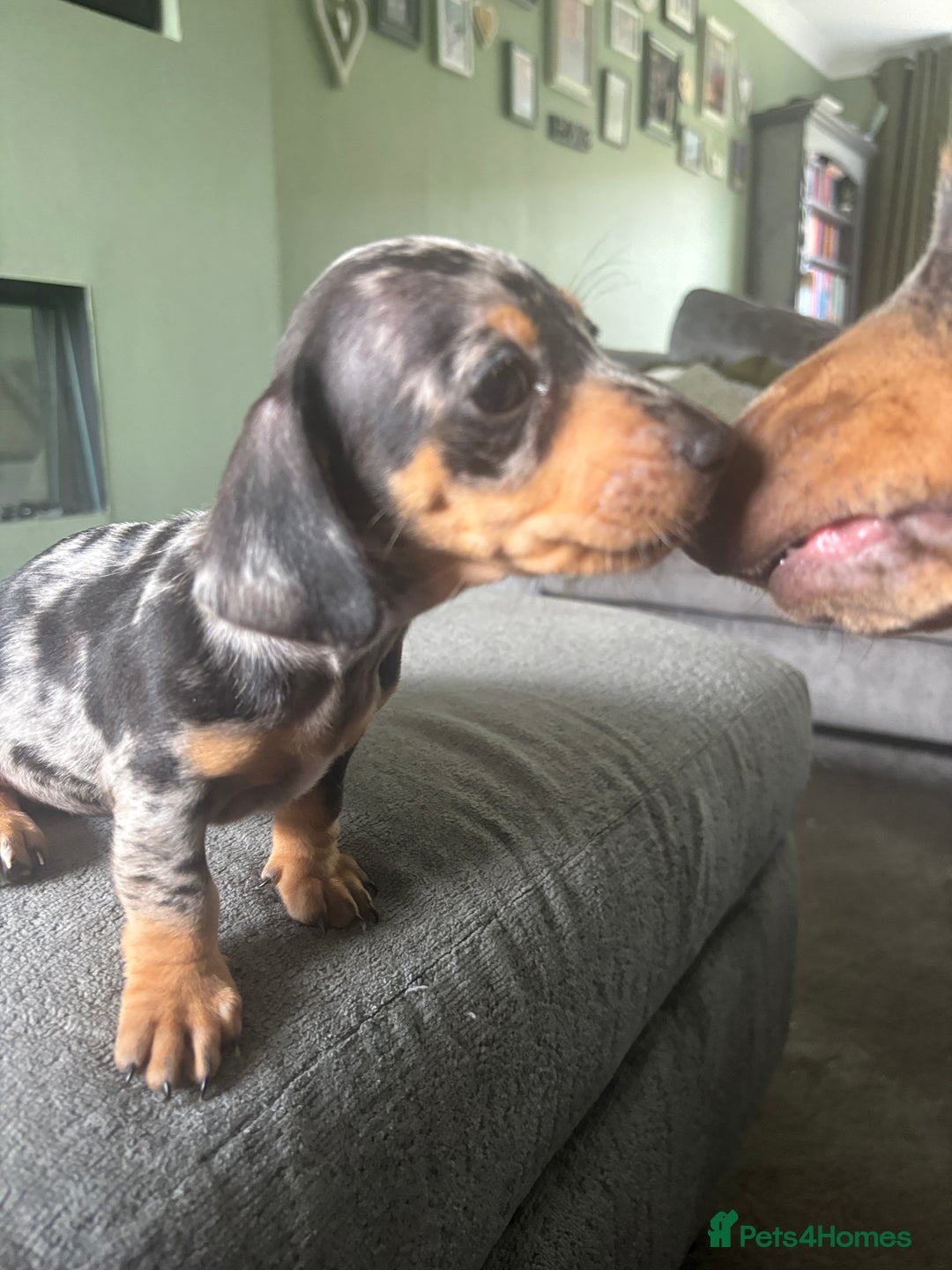 Miniature Dachshund dogs for sale: Blue/tan/dapple KC registered miniature dachshunds in Heywood - Image 2