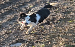 Border Collie dogs for sale: Murphy working collie - Image 3