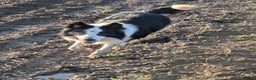 Border Collie dogs for sale: Murphy working collie - Advert 3