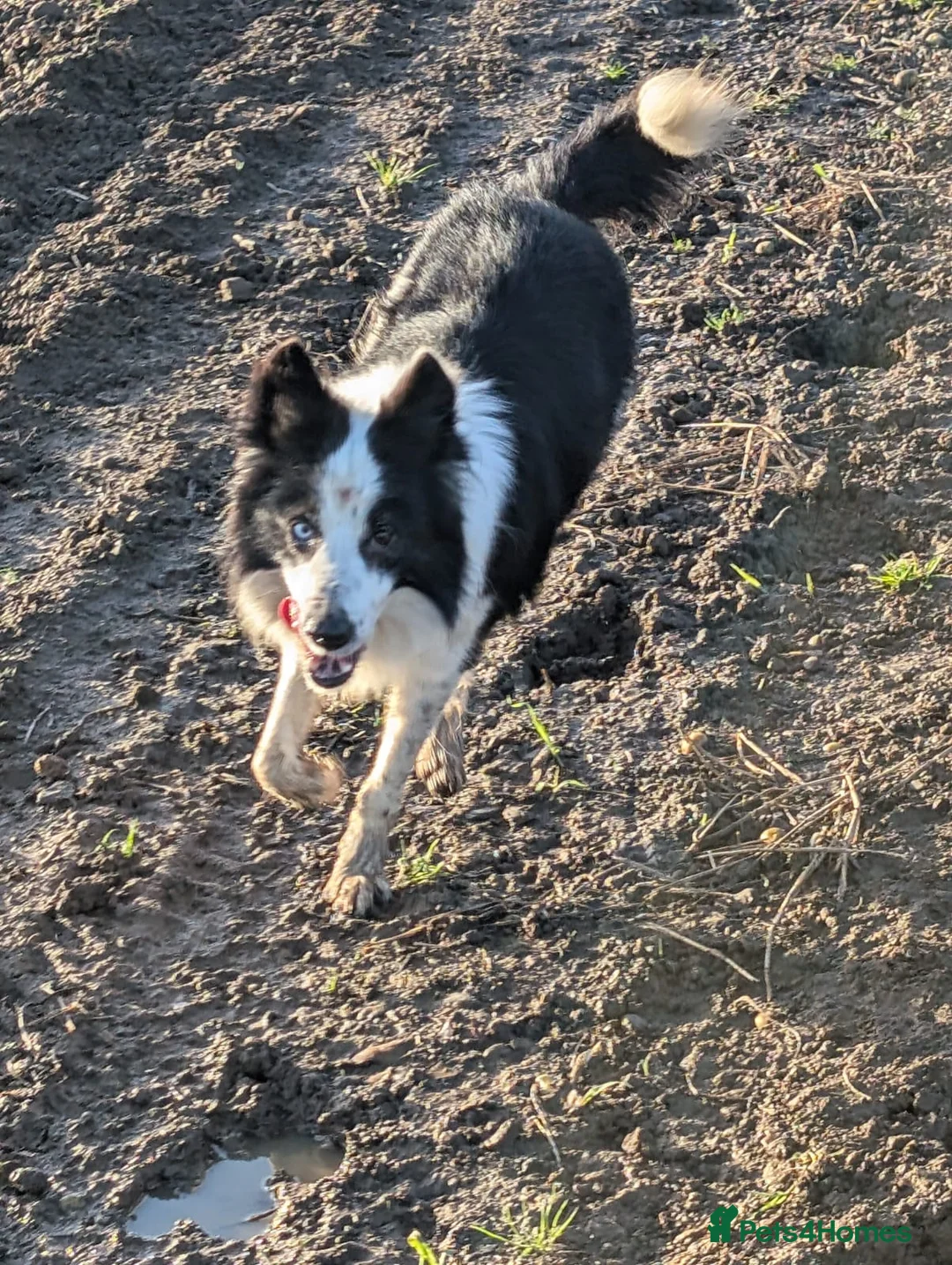 Border Collie dogs for sale: Murphy working collie - Advert 3