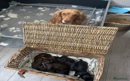 Cocker Spaniel dogs for sale: Cocker Spaniel Puppies - Image 9