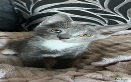 Mixed Breed cats for sale: 3 beautiful kittens available now! - Image 2
