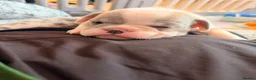 Mixed Breed dogs for sale: English Bulldog X French Bulldog Hybrids - Advert 21