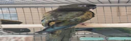 Parrots birds for sale: AMAZON/PARROTS/PARAKEETS!  - Advert 3