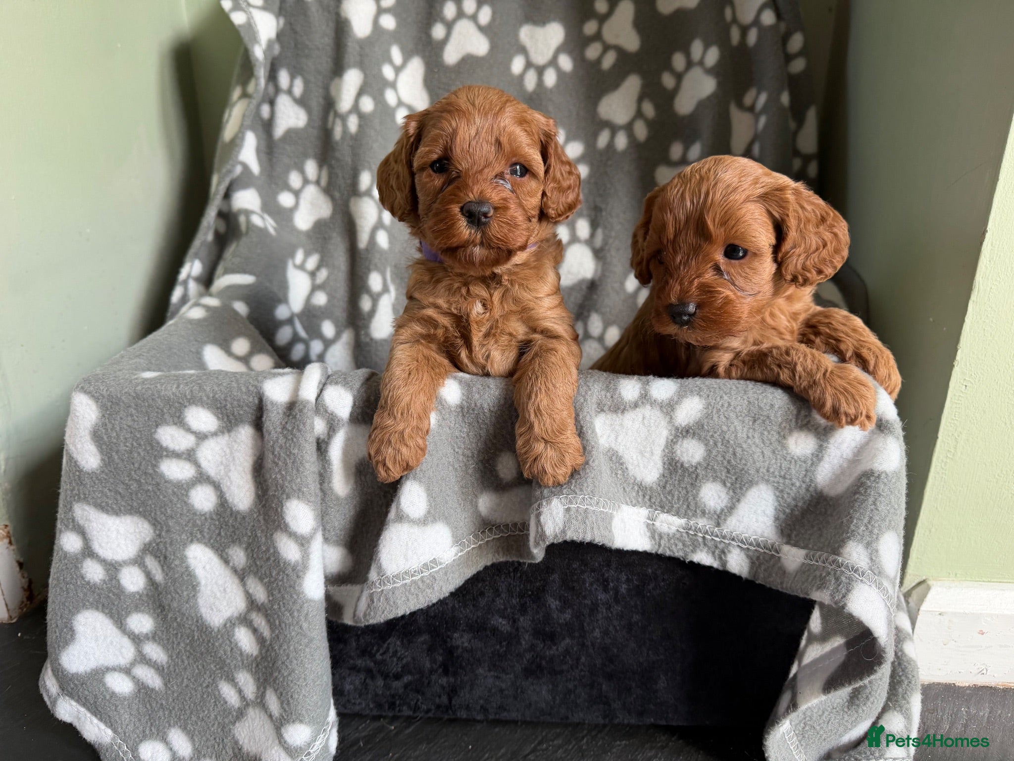 Cockapoo dogs Beautiful F1b Cockapoo puppies - Advert 2