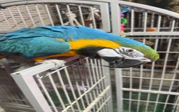 Macaws birds for sale: Macaw for sale - Image 5