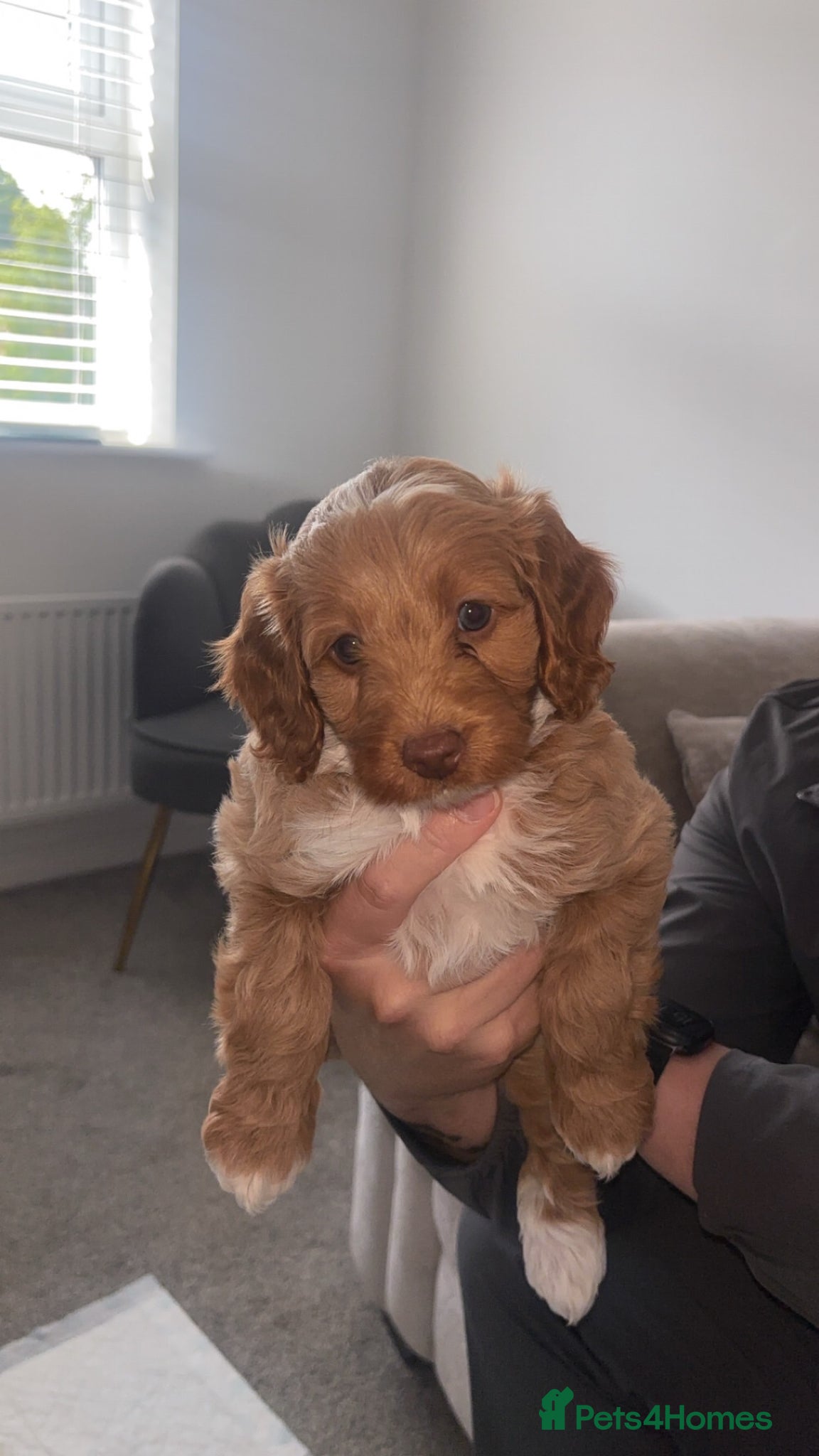 Cockapoo dogs for sale: Toy cockapoos  - Advert 4