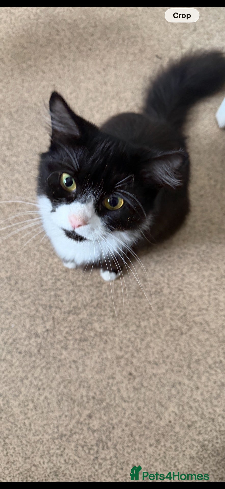 Mixed Breed cats for sale: 2 cats in need of a forever home! - Advert 15