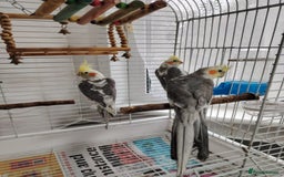 Cockatiels birds for sale: lovely cockatiels - Image 6