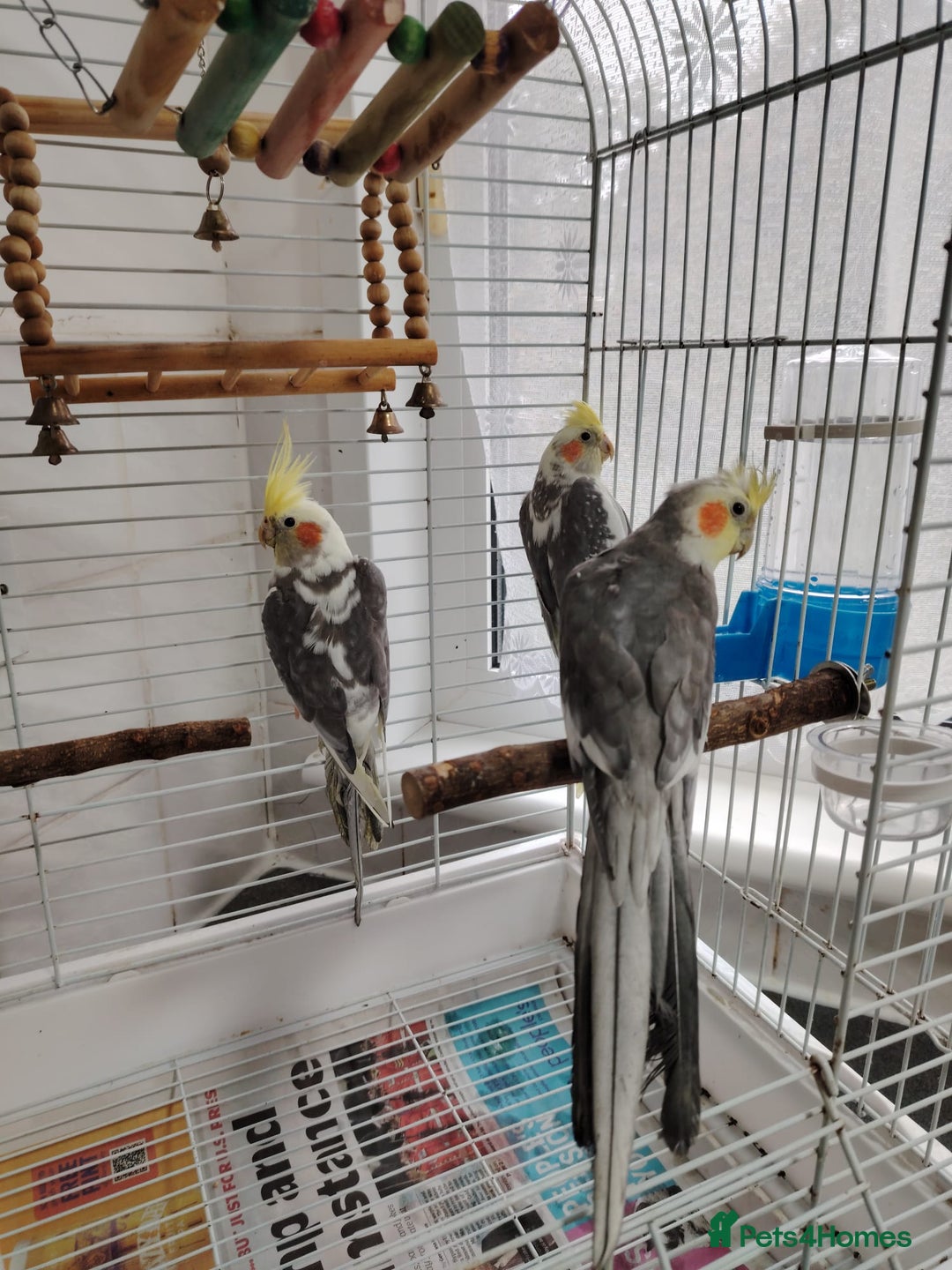 Cockatiels birds for sale: lovely cockatiels - Image 6