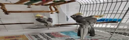 Cockatiels birds for sale: lovely cockatiels - Advert 6