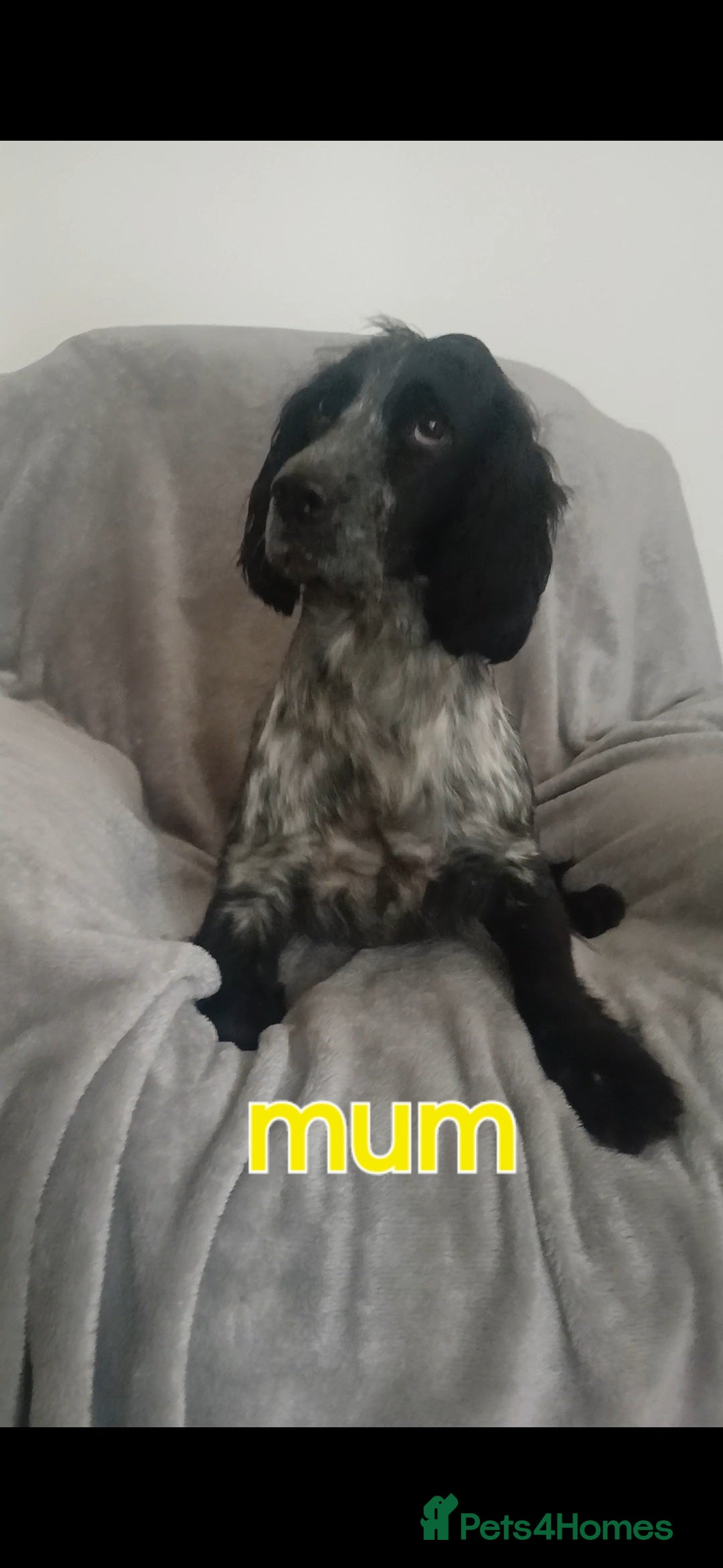 Cocker Spaniel dogs for sale: Cocker puppies fully jabbed ready now  - Image 5