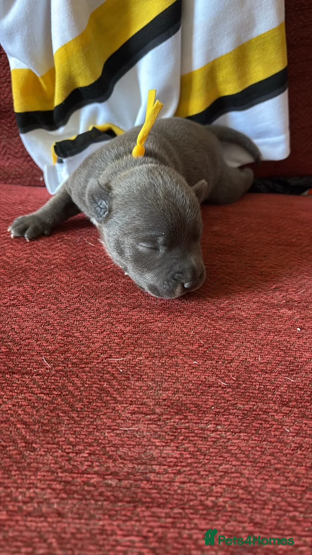 Staffordshire Bull Terrier dogs for sale: Lovely staffie pups   - Advert 2