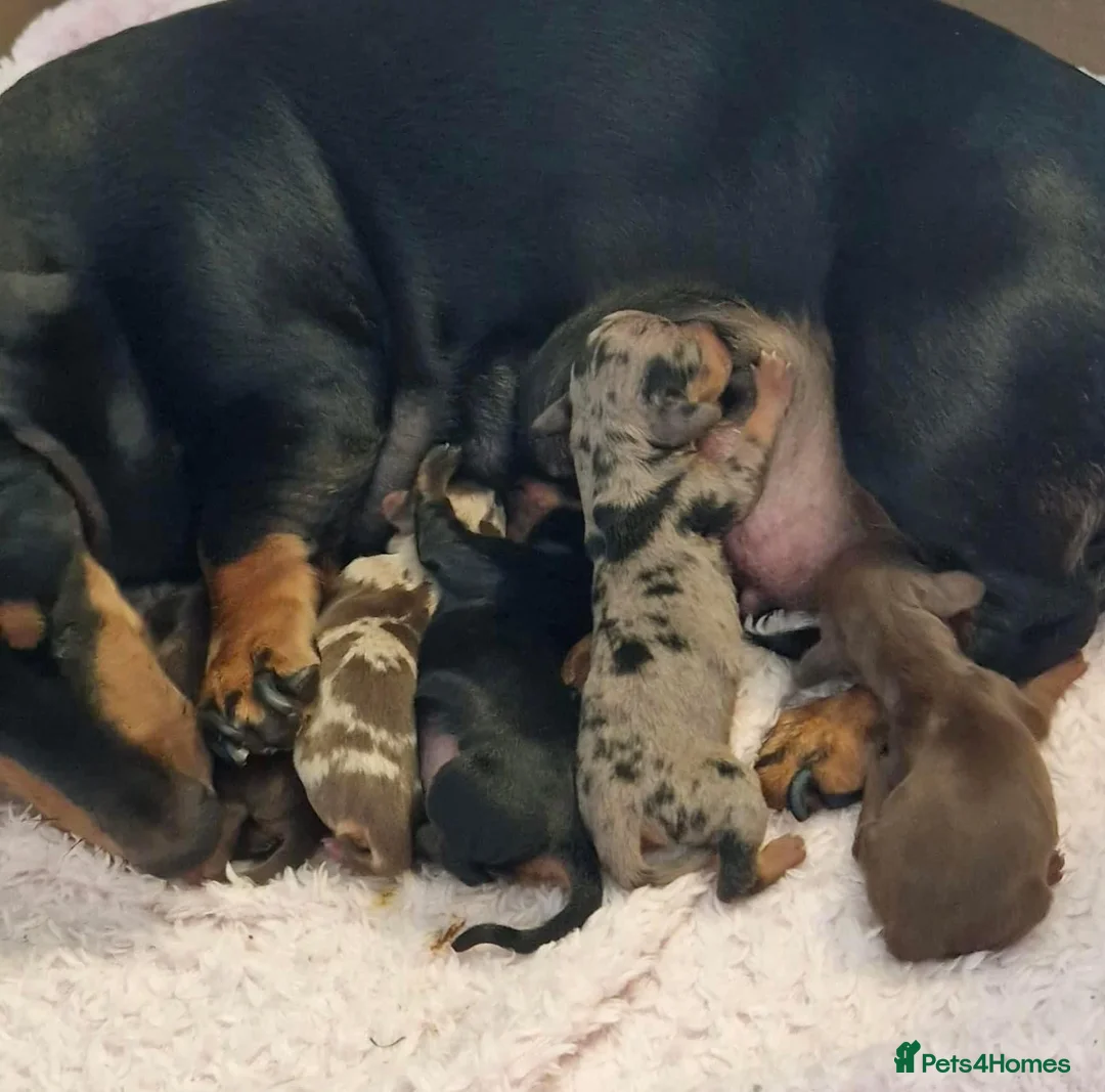 Miniature Dachshund dogs for stud: SLICE - Super Chocolate Dapple Miniature Stud in Dalry - Advert 6
