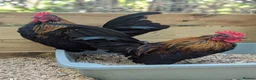 Chickens poultry for sale: Serama Cockerels - Advert 4