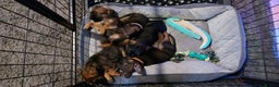 Border Terrier dogs for sale: Border terrier pups - Advert 2