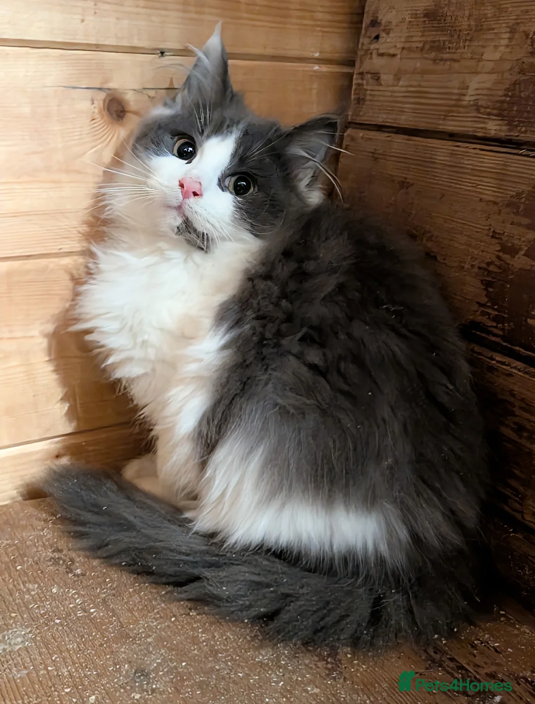 Maine Coon cats for sale: Maine Coon Pedigree kittens - Advert 3