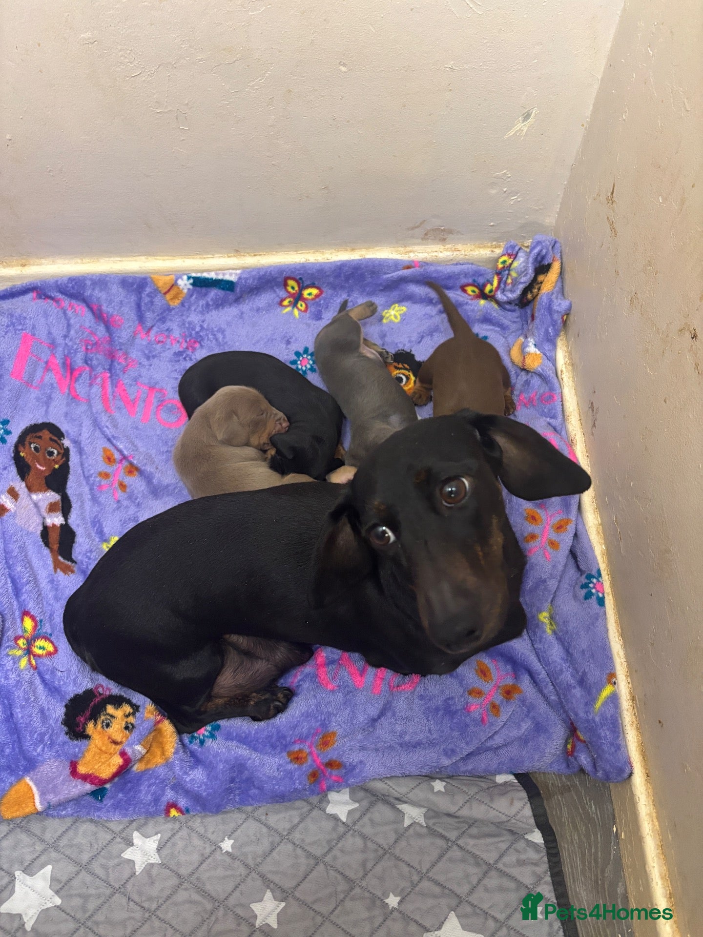 Dachshund dogs for sale: Mini dachshund boys available  - Advert 3