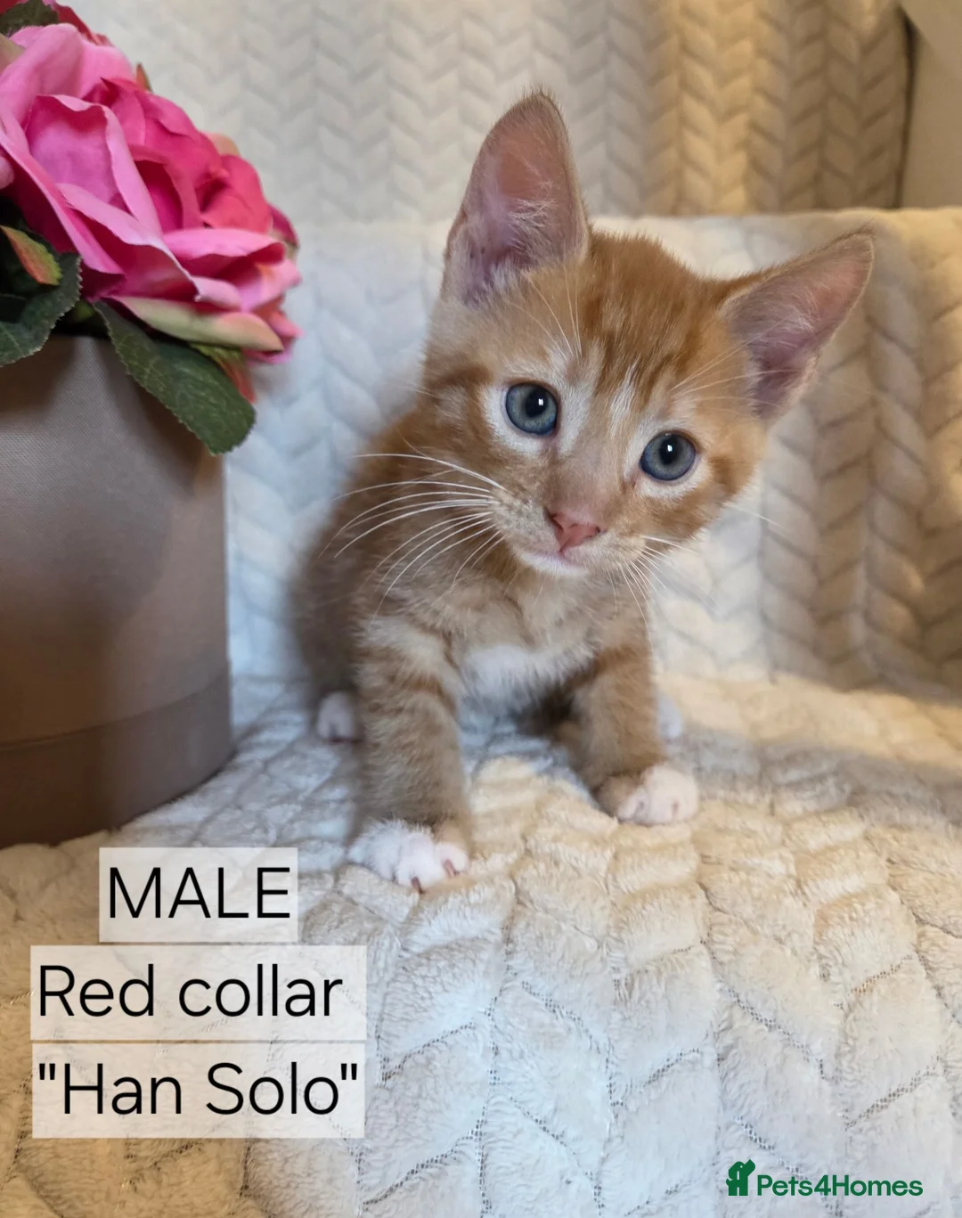 Mixed Breed cats for sale: Beautiful 1/4 maine coon kittens. - Advert 20