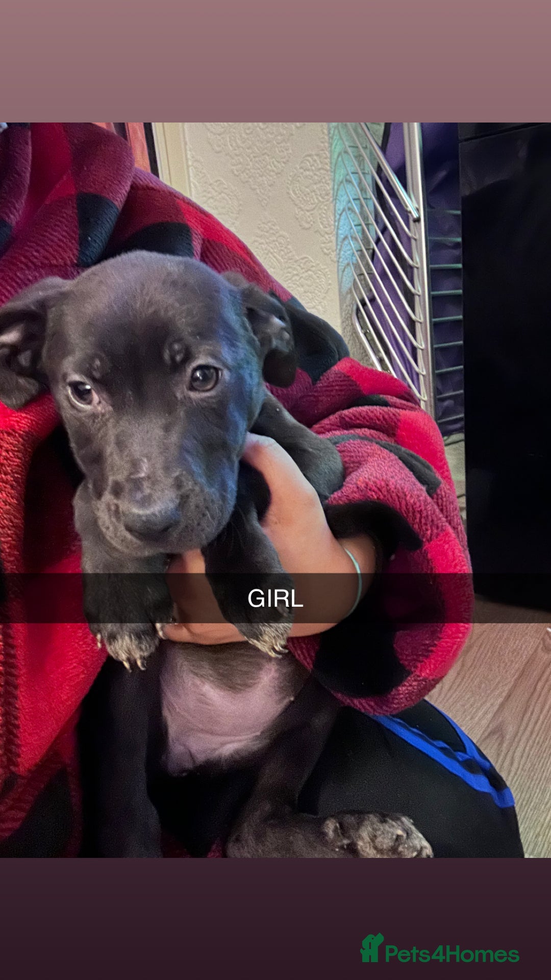 Mixed Breed dogs for sale: Staffy x German shepherd  - Advert 5