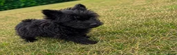 Pomeranian dogs for sale: Adorable Pomeranian puppy in London - Advert 2