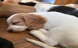 Cocker Spaniel dogs for sale: 2 beautiful boy cocker spaniels puppies - Image 1