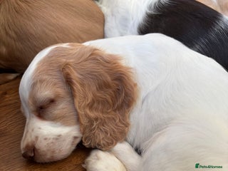 Cocker Spaniel dogs - Advert 1