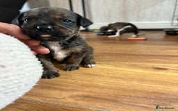 Mixed Breed dogs for sale: Gorgeous staffy kid boy - Image 2