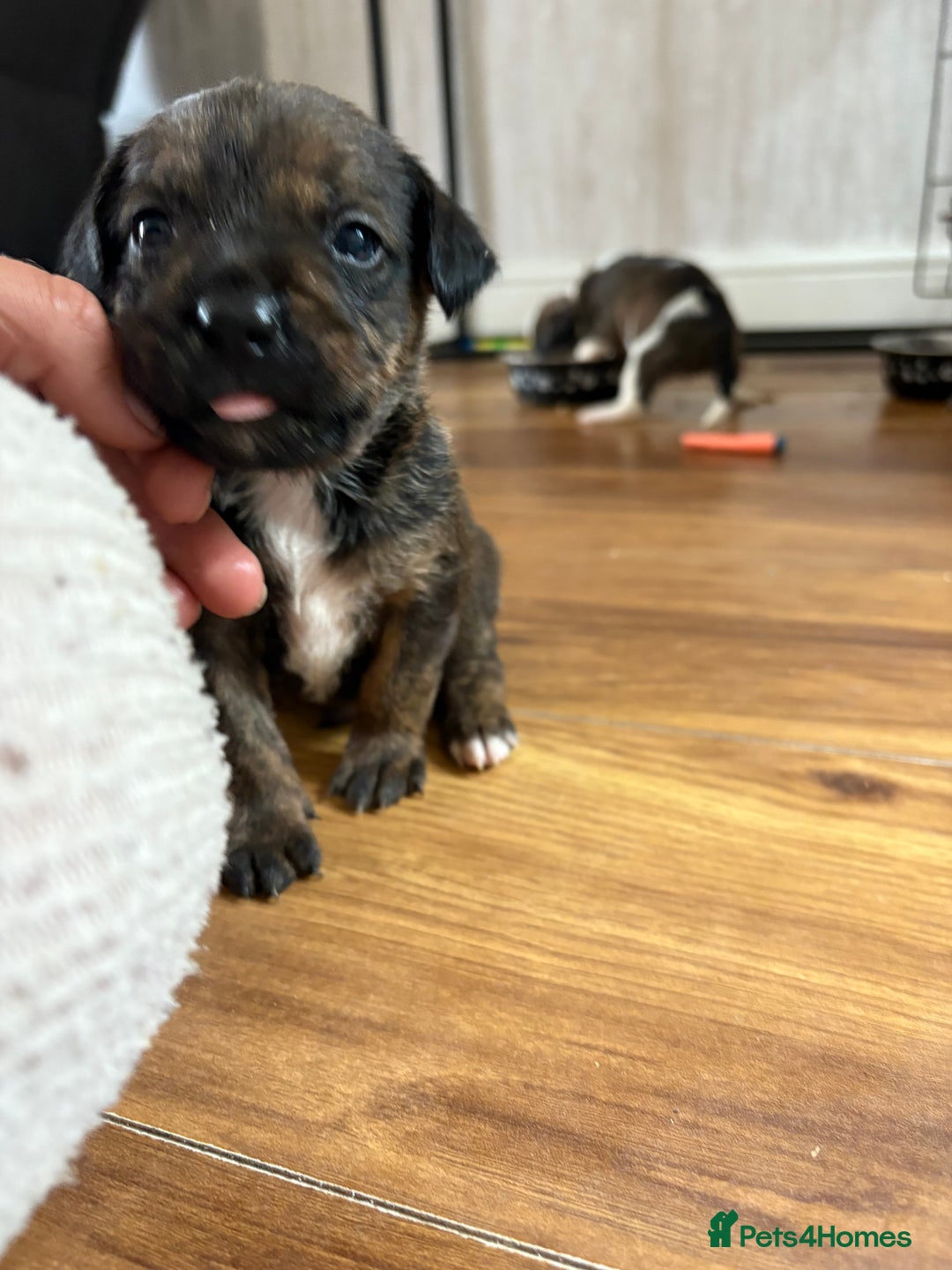 Mixed Breed dogs for sale: Gorgeous staffy kid boy - Image 2