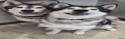 Alaskan Malamute dogs for stud: Alaskan Malamute to Stud - Monty! in Nottingham - Advert 3