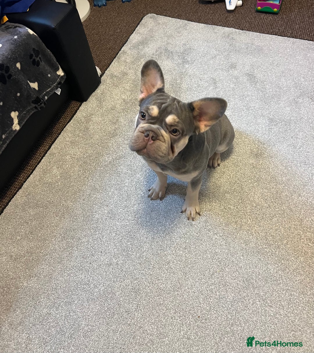 French Bulldog dogs for sale: French Bulldog  - Advert 6