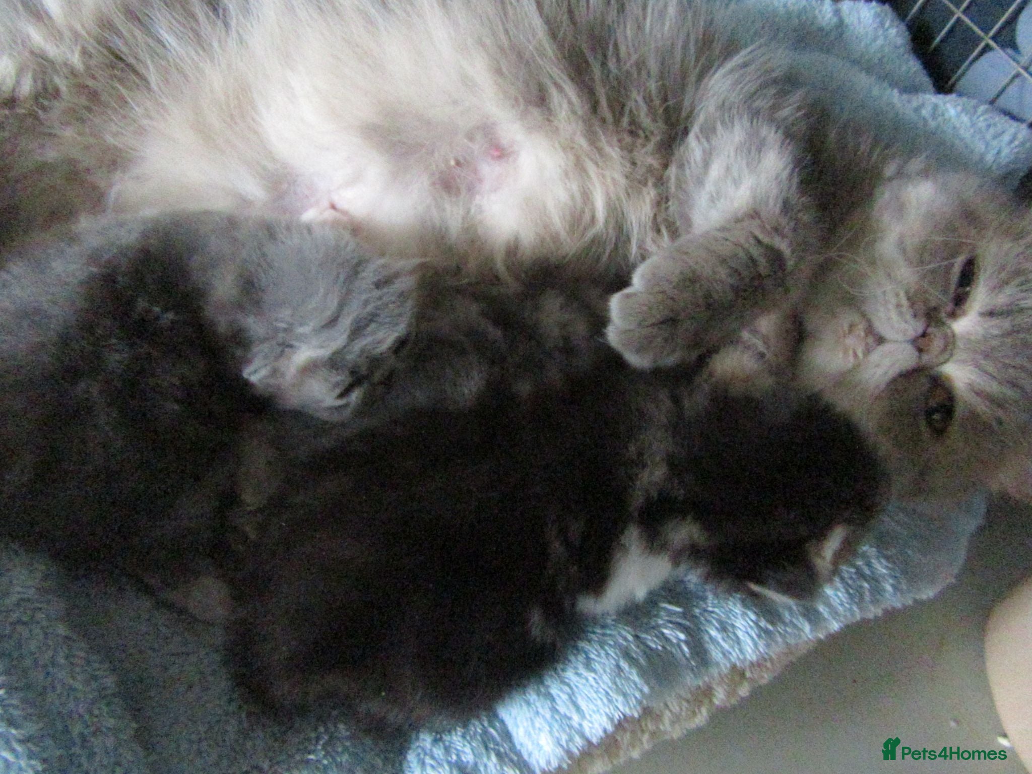 Persian cats Lovely Persian Female Kitten - Advert 4