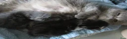 Persian cats for sale: Lovely Persian Female Kitten - Advert 1