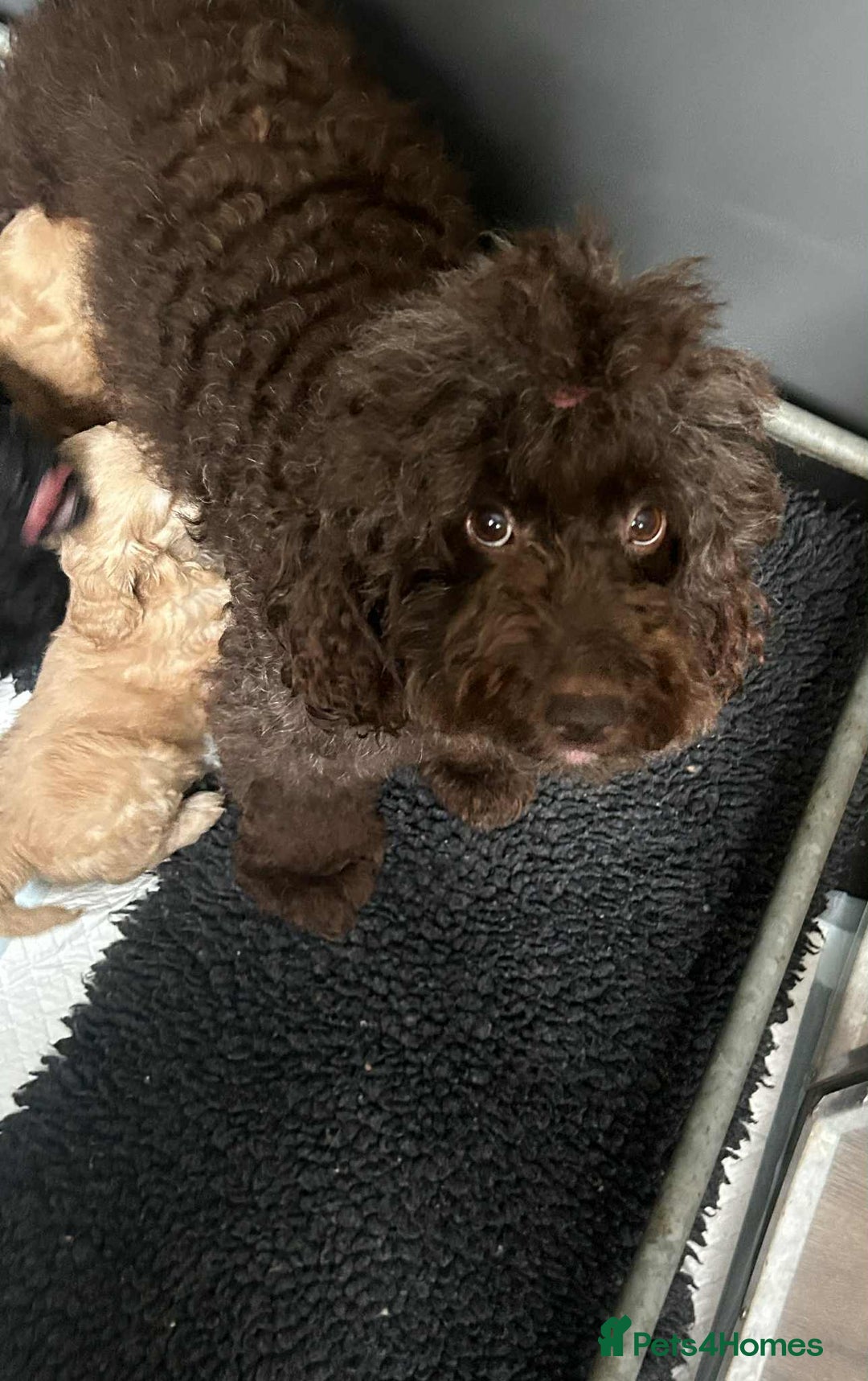 Cockapoo dogs for sale: Nobody chose me - Image 9